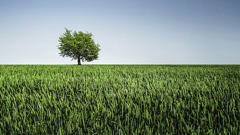 Lone tree in distance. Foreground is green crop.