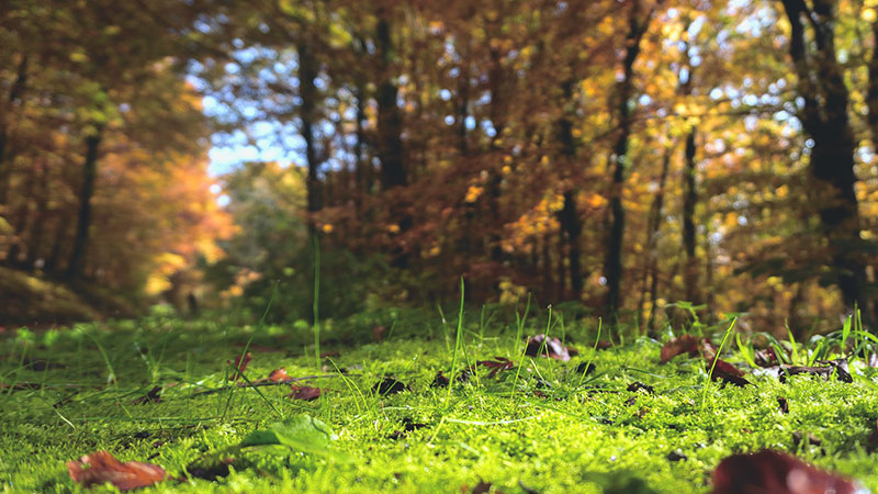 Close up of forest floor including moss and leaves.