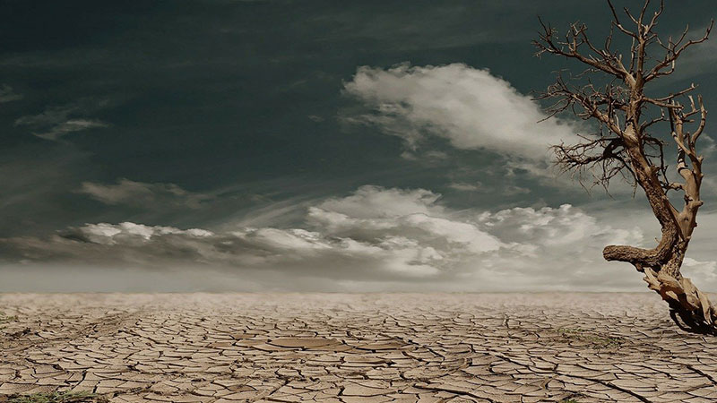 A flat, dry and cracked clay bed with a dead and twisted tree to the right.